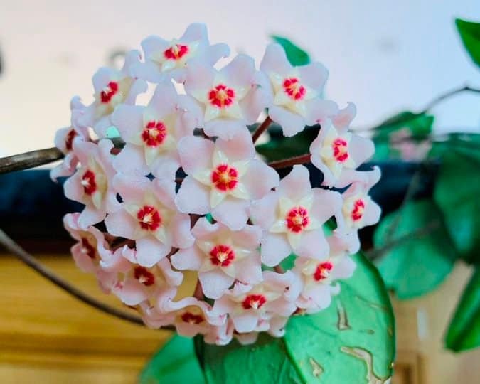 Chocolate waxvine with white and pink flowers
