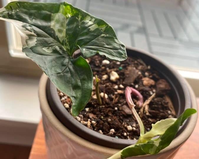 Water-soluble houseplant fertilizer is best for your arrowhead vine