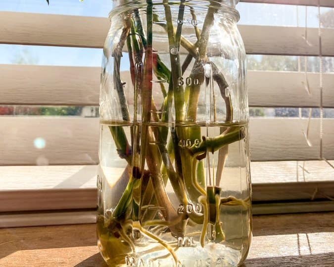 Submerged nodes of rooting syngonium albo houseplant