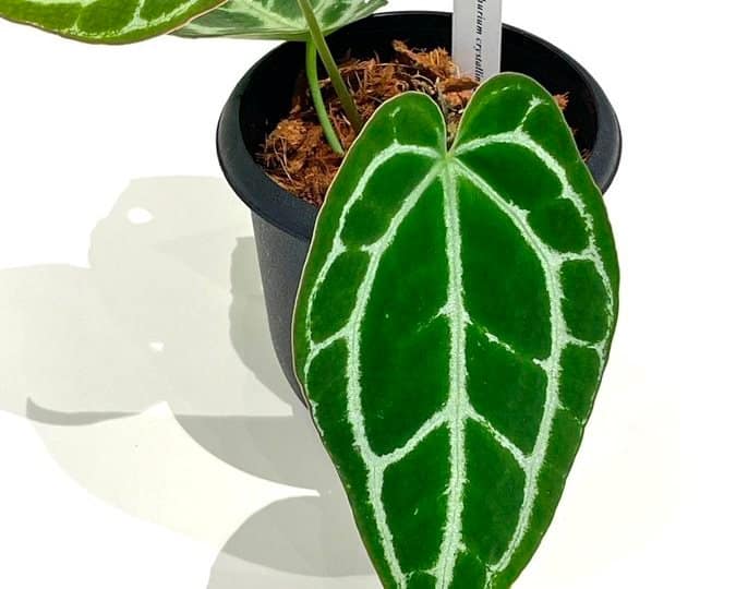 A potted anthurium crystallinum in a plastic pot larger than the plant's width