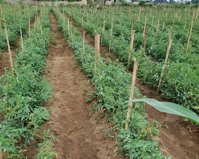 Growing tomatoes in open fields spaced trenches