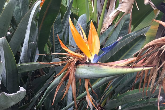 Yellowing leaves is a sign your 