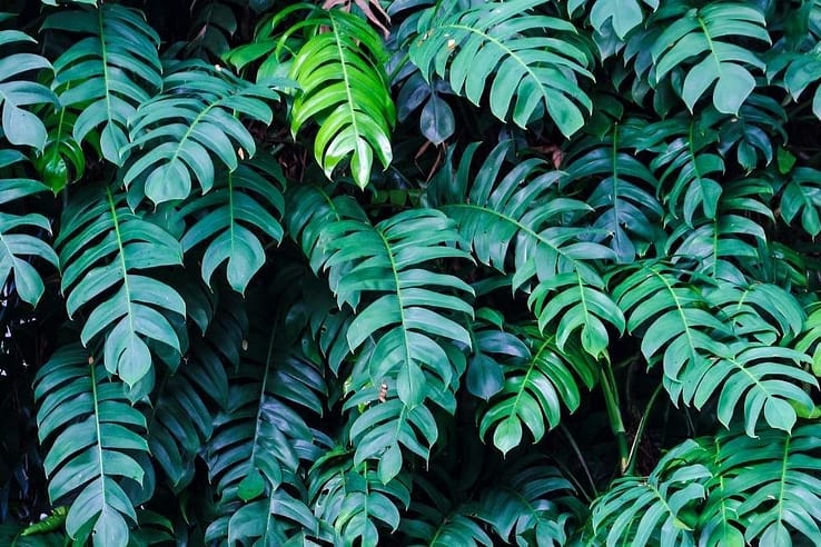 Mature zed-zed pinate leaf cebu pothos splits
