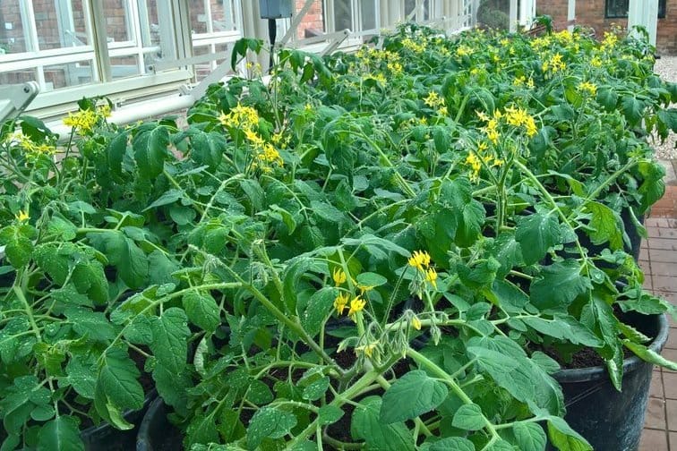 Spacing tomatoes grown in containers is he easiest