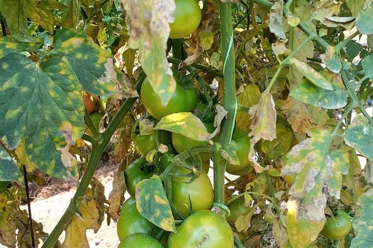 Powdery mildew powder spots on tomato plant leaves 
