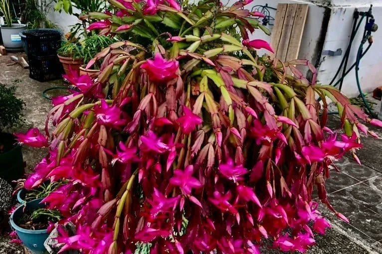 Schlumbergera truncata pink flower hanging down the vessel