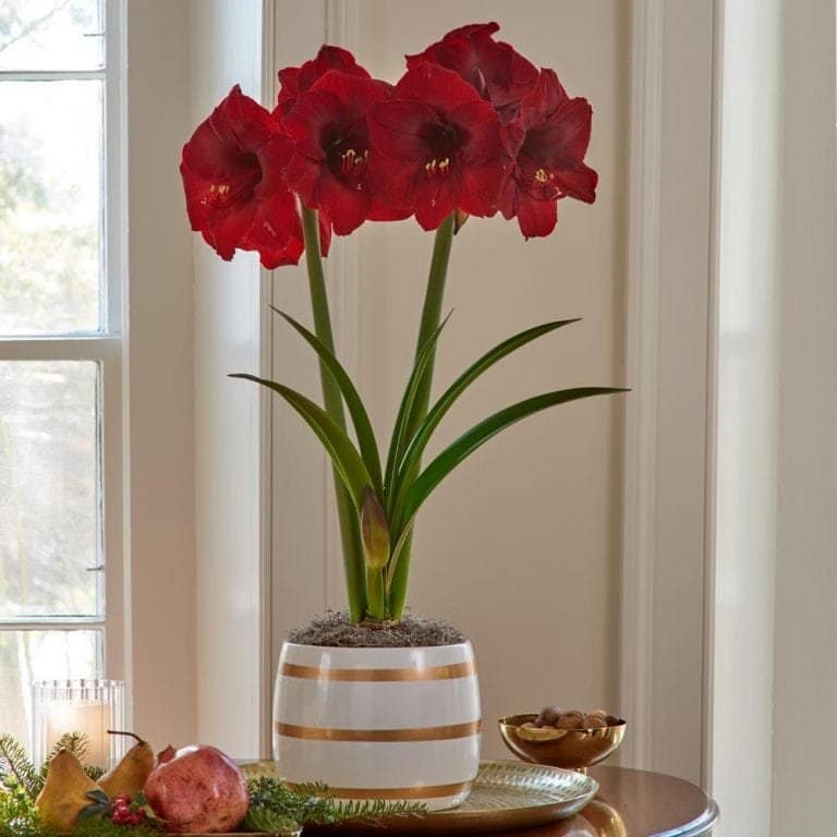 Amaryllis flower in stripped vase on a a sauce pan