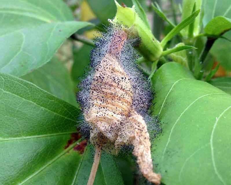 Plant fungus on a flowering perennial