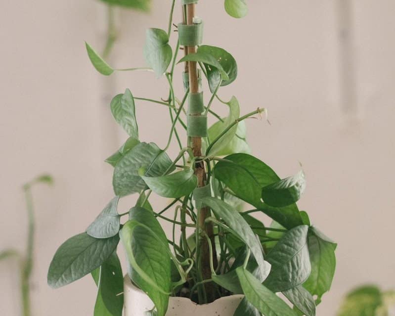 Staking cebu pothos grow fuller and faster