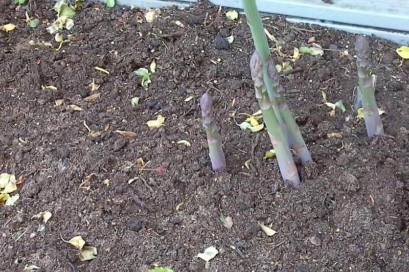 Asparagus spears grown in outdoor garden soil