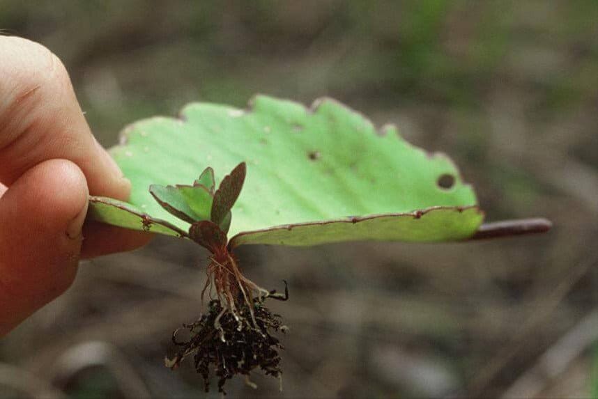 Succulent plant propagation