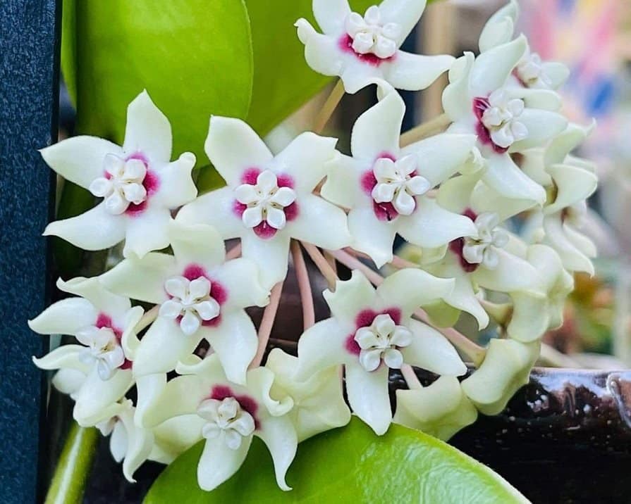 A cluster of white-pink hoya Australis flowers