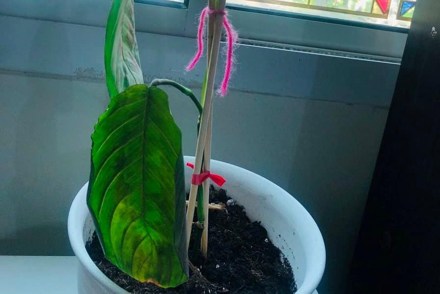 Drooping and curling in potted indoor prayer plant with dry leaftips