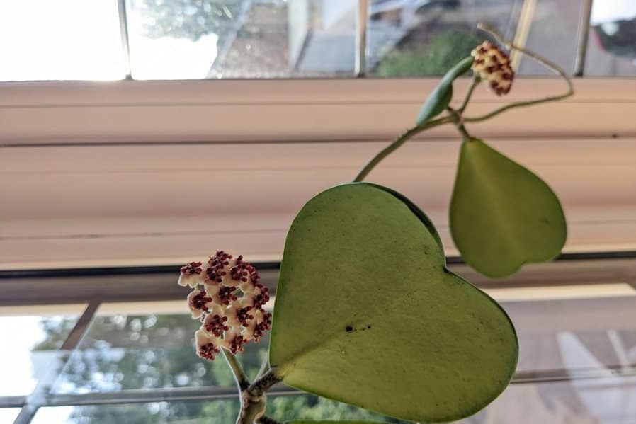 Flowering Valentine hoya dangling from a WINDOWSILL