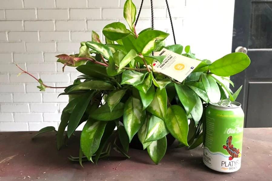 A tender hoya princess for hanging