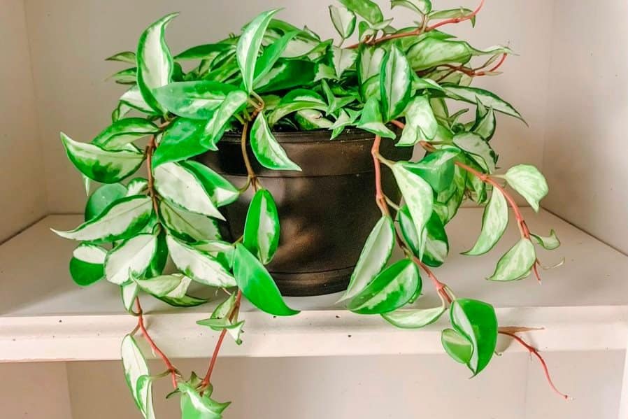 Pink vines of a potted variegated hoya carnosa