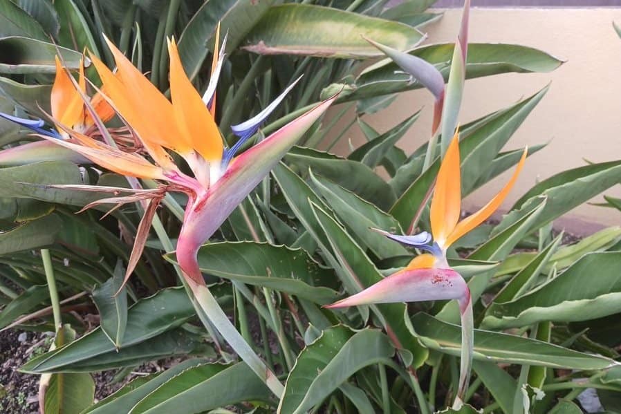 Fertility and soil ingredients can negatively impact growth of houseplants