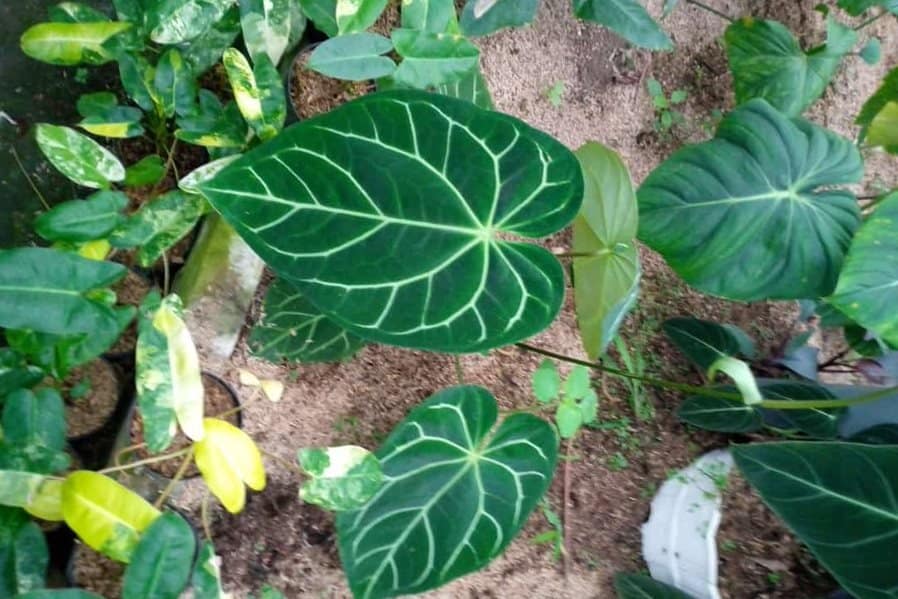 Group growing anhturiums outdoors is possible and easy if you use pots