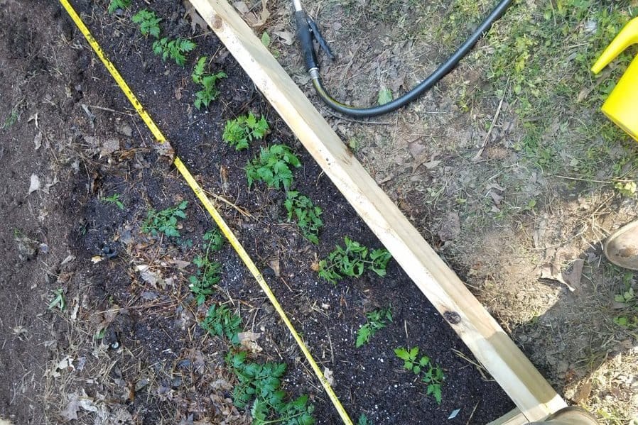 Growing and spacing tomatoes in raised beds