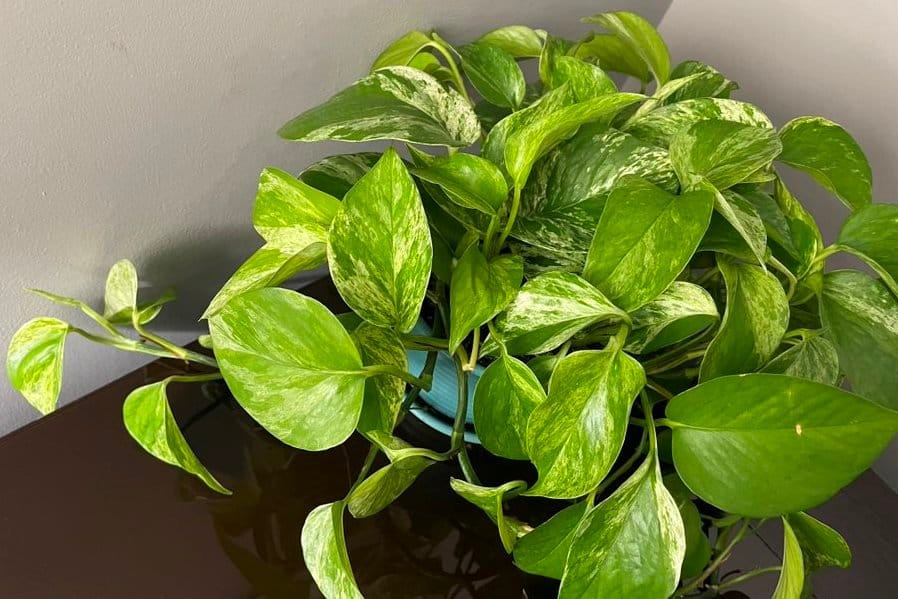 Watering pothos: signs they need or do not need more water