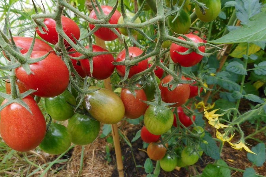 Tomato Plant Spacing Guide: Garden, Containers, Raised Bed or Open ...
