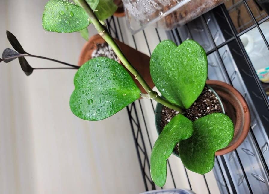 Heart shaped hoya kerrii plant type situated in brightly lit room