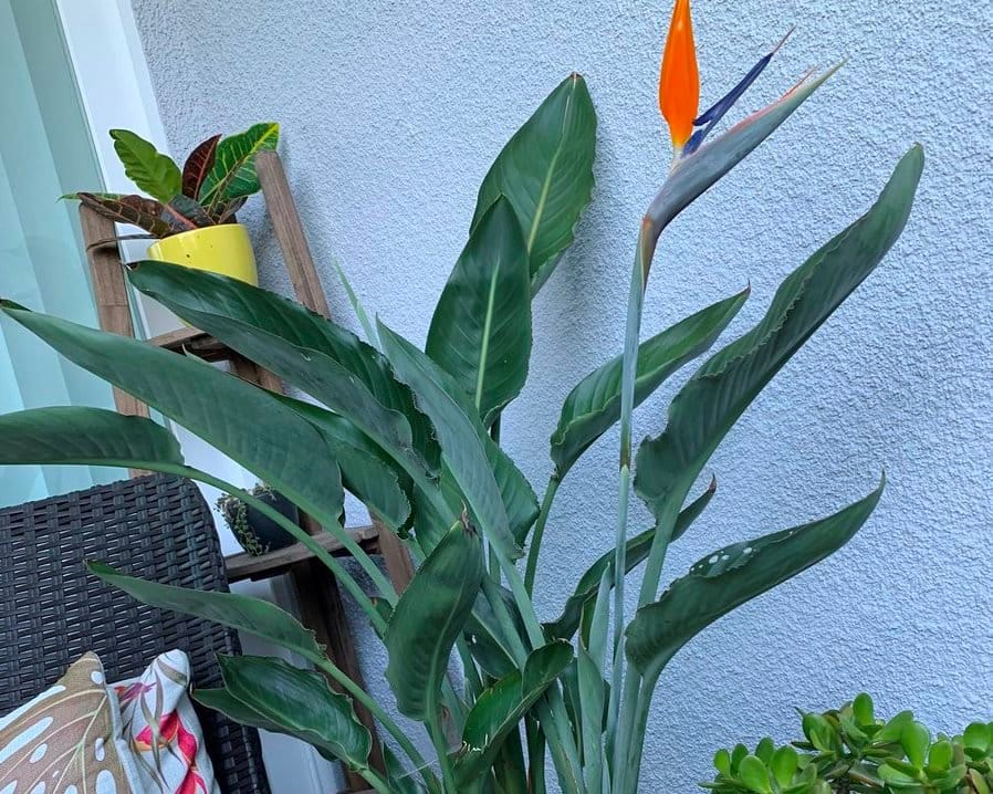 Sucking pests can cause leaf curling and yellowing