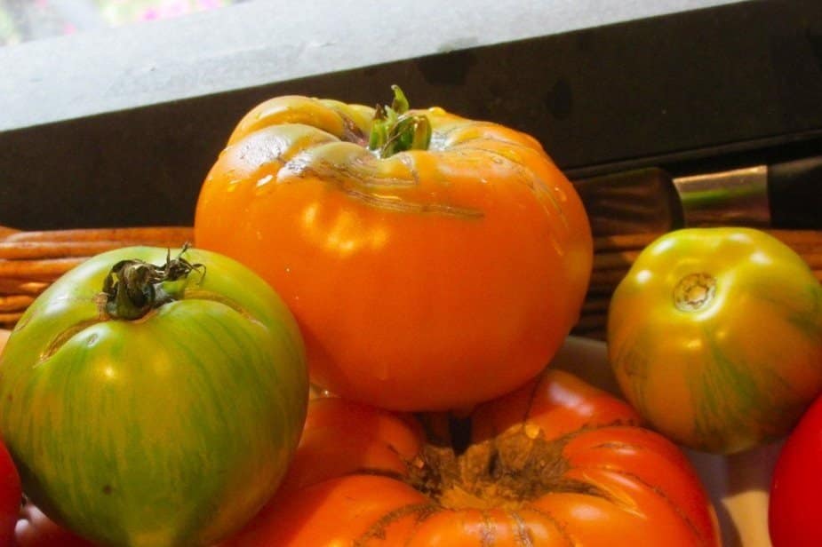 Fusarium in tomato fruits