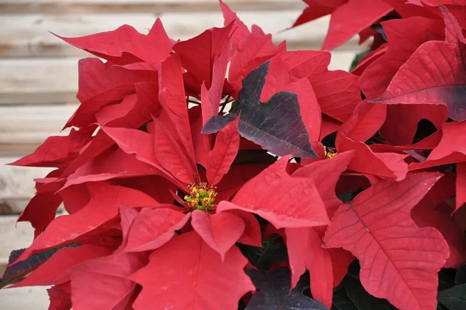 Poinsettia