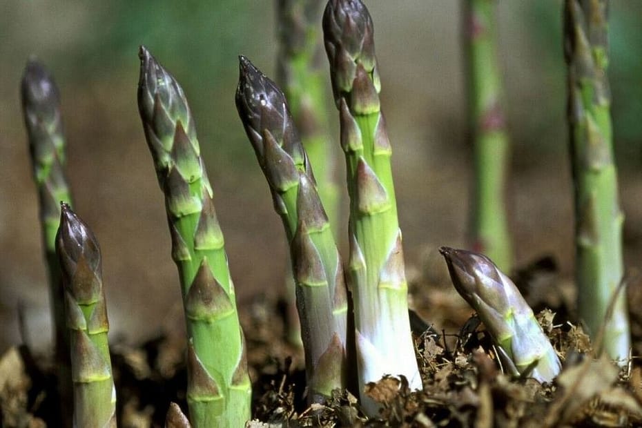 Emerging asparagus spears