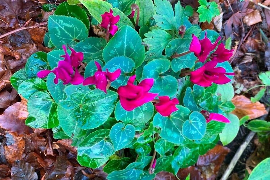Cyclamen hederifolium in bright pink blooms on outside gardens