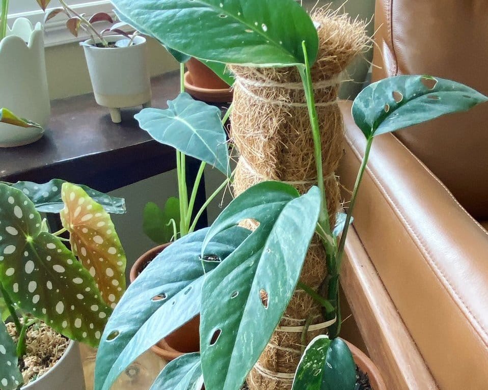 Staking benefits potted aroid houseplants