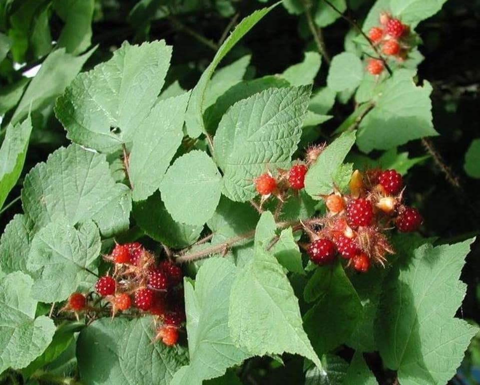 Rubus phoenicolasius