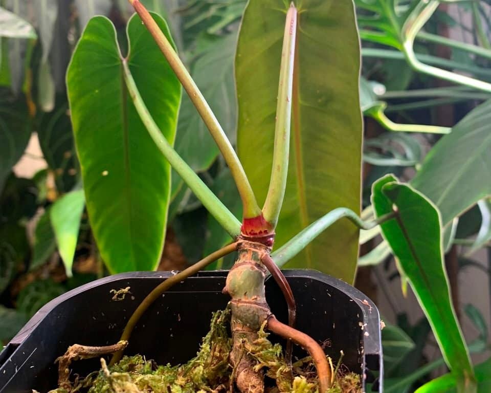 The holy grail of Philodendron