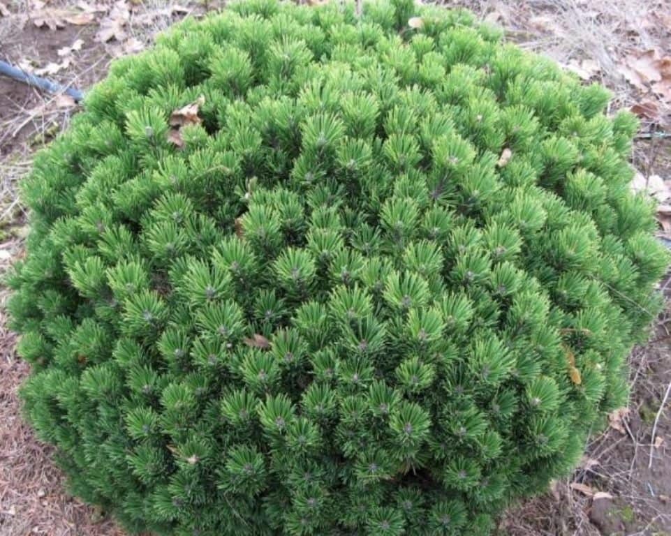 Pinus mugo
