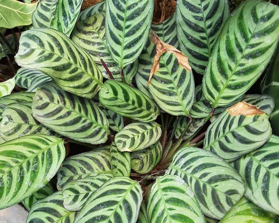 Maranta houseplant problems