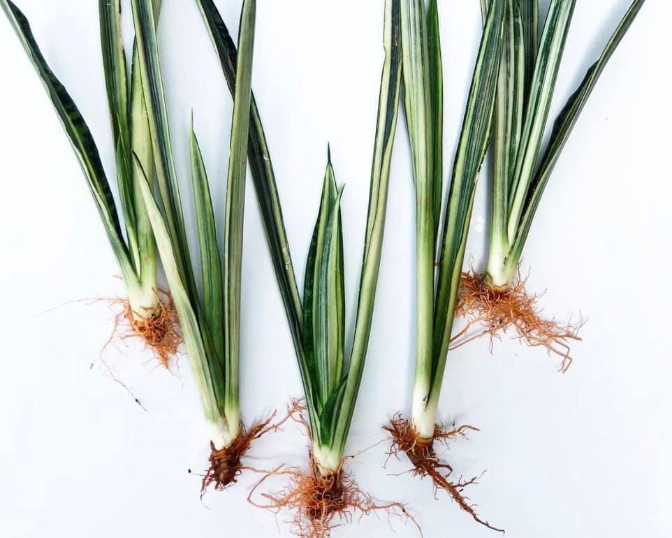 Trifasciata white snake plant bare roots