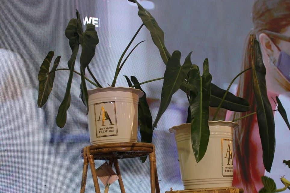 Philodendrons - spiritus sancti