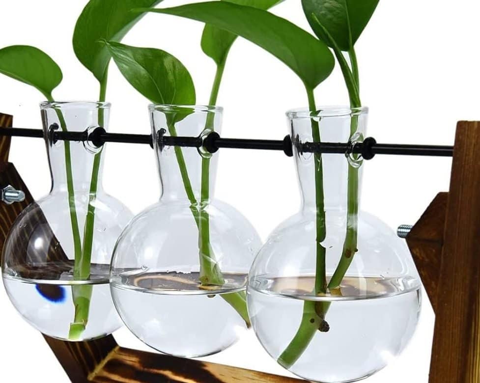 Propagation of stem cuttings by water