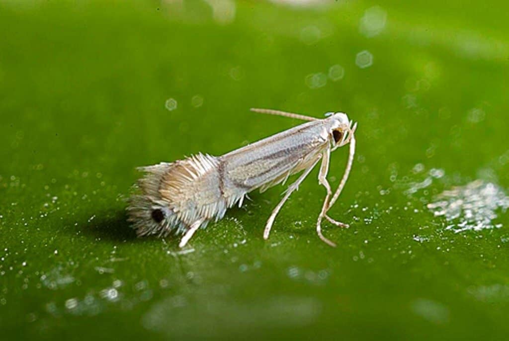 Adult leafminer