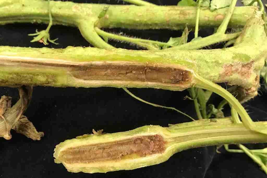 Verticillium wilt disease