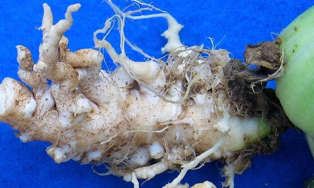 Clubroot of crucifers disease in a vegetable main root