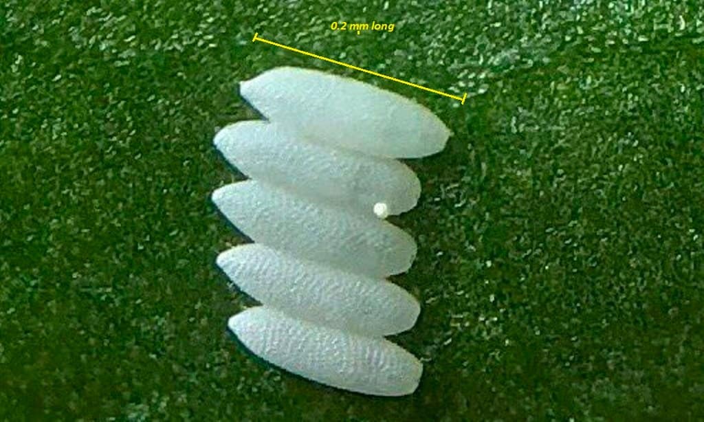 Magnified by lens: eggs of the leaf miner attached to green foliage