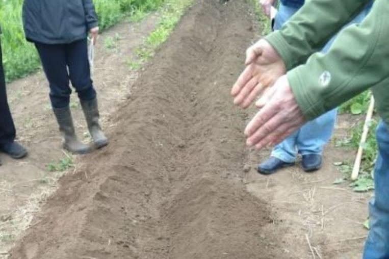 Asparagus planting trench