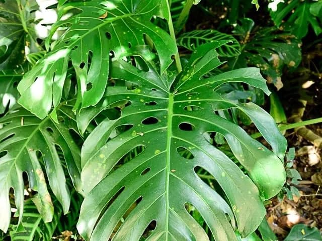 Stressed Monstera deliciosa