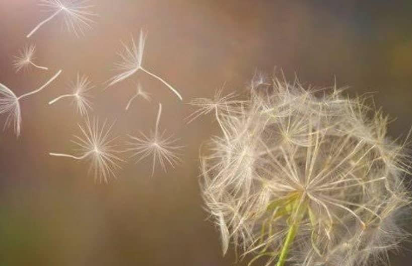 Weed seed dispersal by wind