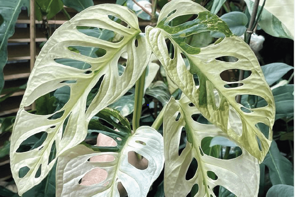 Adansonii variegata