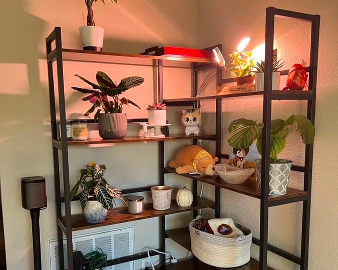 Grow lights for indoor monstera plants