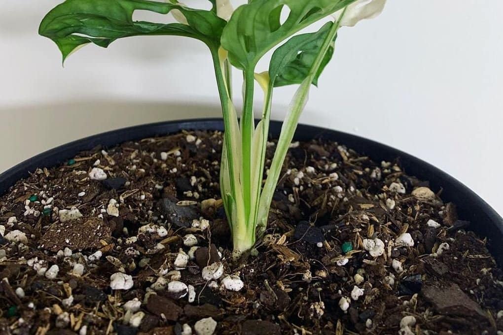 Potting mix for your monstera
