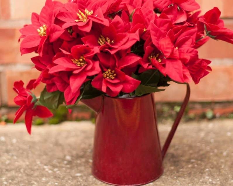 Poinsettia flower in red mug indoor ideas